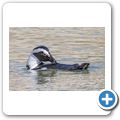 Simon's Town - Pinguinkolonie am Boulders Beach