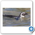Simon's Town - Pinguinkolonie am Boulders Beach