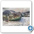 Cape Point National Park - Felsagame