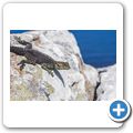 Cape Point National Park - Felsagame