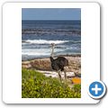 Cape Point National Park - Strau&szlig;