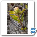 Cape Point National Park - Fynbos