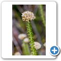 Cape Point National Park - Fynbos