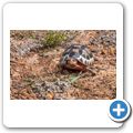 Cape Point National Park - Afrikanische Schnabelbrustschildkr&ouml;te