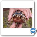 Cape Point National Park - Afrikanische Schnabelbrustschildkr&ouml;te