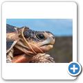 Cape Point National Park - Afrikanische Schnabelbrustschildkr&ouml;te