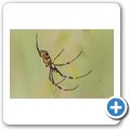 Radnetzspinne