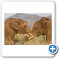 Elefant