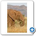 Elefant