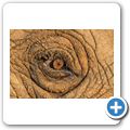 Elefant