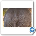 Elefant