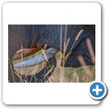 Elefant