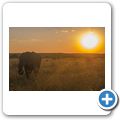 Elefant