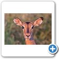 Impala