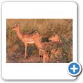 Impala