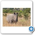 Breitmaulnashorn