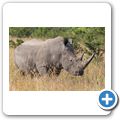 Breitmaulnashorn