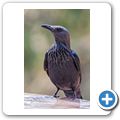 Rotschwingenstar