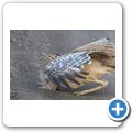 Riesentrappe