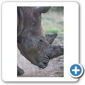 Breitmaulnashorn