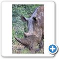 Breitmaulnashorn
