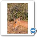 Impala