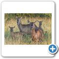 Wasserbock