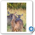 Wasserbock