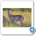 Wasserbock
