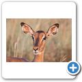 Impala