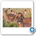 Impala