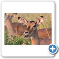 Impala