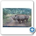 Breitmaulnashorn