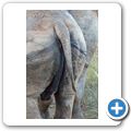 Breitmaulnashorn