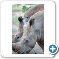 Breitmaulnashorn