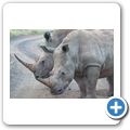 Breitmaulnashorn