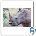 Breitmaulnashorn