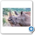 Breitmaulnashorn