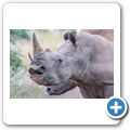 Breitmaulnashorn