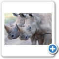 Breitmaulnashorn