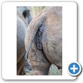 Breitmaulnashorn
