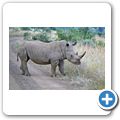 Breitmaulnashorn