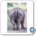 Breitmaulnashorn