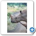 Breitmaulnashorn