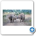 Breitmaulnashorn