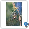 Radnetzspinne