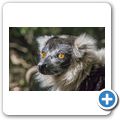 Bushbabies & Monkey Sanctuary - Schwarzwei&szlig;er Vari