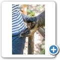 Bushbabies & Monkey Sanctuary - Haubenkapuziner