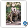 Bushbabies & Monkey Sanctuary - Brauner Kapuzineraffe