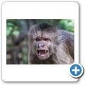 Bushbabies & Monkey Sanctuary - Brauner Kapuzineraffe